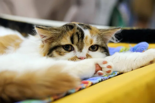 Katt Tittar Liggande Soffan — Stockfoto