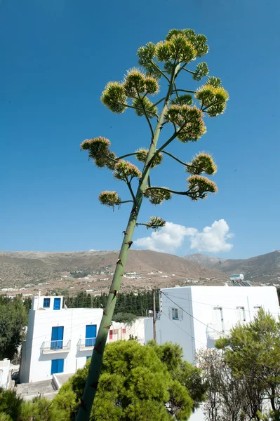 Agave floreciente en Parikia en Paros en Grecia —  Fotos de Stock