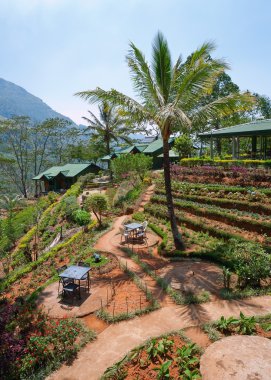 Sri Lanka 'da manzara