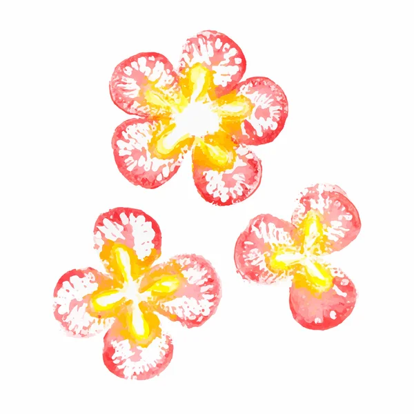 Belles fleurs aquarelle rouge, vecteur — Image vectorielle
