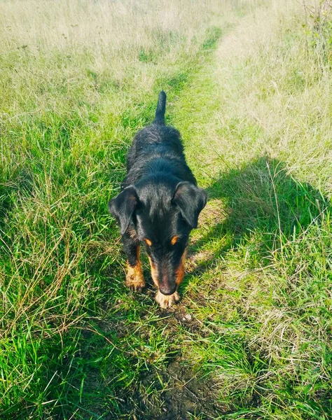 Hunt Terrier Yang Tertarik Dengan Dan Mencari Sesuatu — Stok Foto