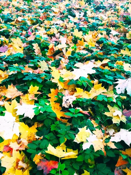가을이 스러운 — 스톡 사진