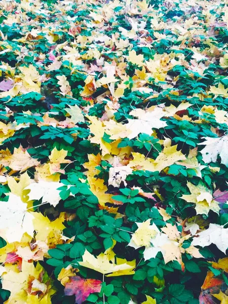 Sommer Trifft Herbst Heller Natürlicher Hintergrund — Stockfoto