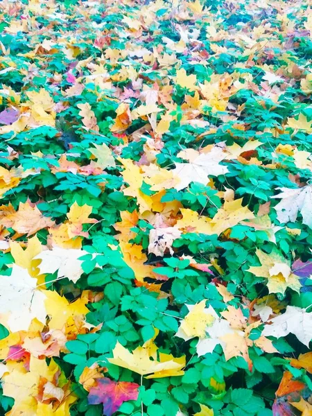 Sommer Trifft Herbst Heller Natürlicher Hintergrund — Stockfoto