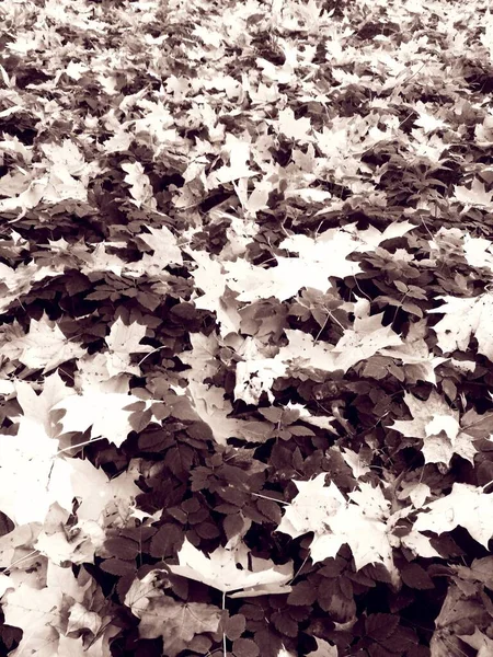 Sommer Trifft Herbst Heller Natürlicher Hintergrund — Stockfoto