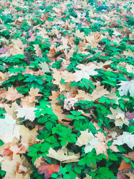 Sommer Trifft Herbst Heller Natürlicher Hintergrund — Stockfoto