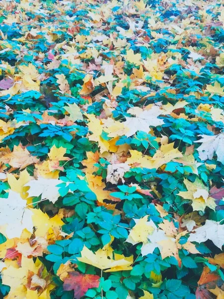 Sommer Trifft Herbst Heller Natürlicher Hintergrund — Stockfoto