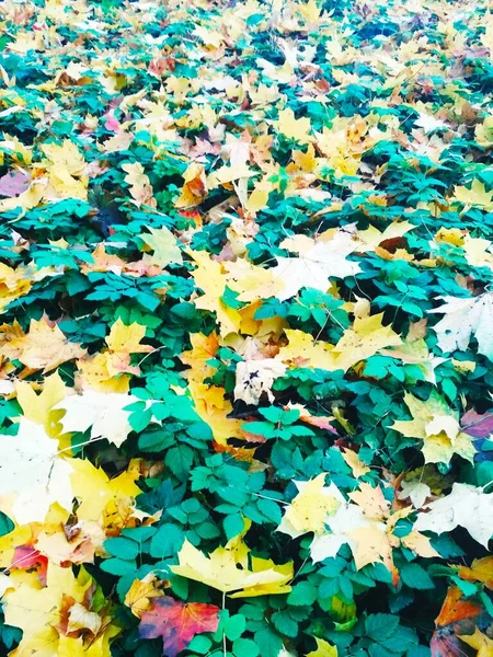 가을이 스러운 — 스톡 사진