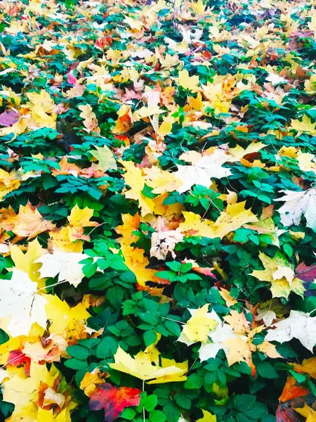 Sommer Trifft Herbst Heller Natürlicher Hintergrund — Stockfoto