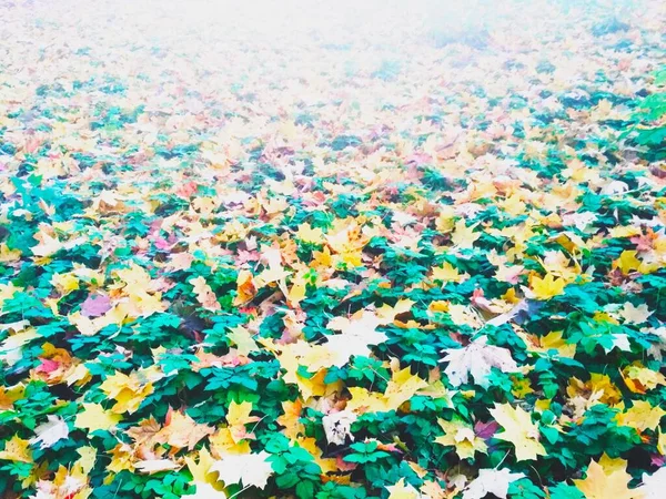 Zomer Ontmoet Herfst Heldere Natuurlijke Achtergrond — Stockfoto