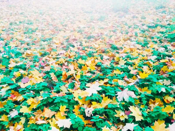 Лето Встречается Осенью Яркий Природный Фон — стоковое фото