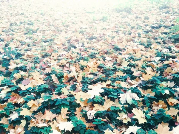 Sommer Trifft Herbst Heller Natürlicher Hintergrund — Stockfoto