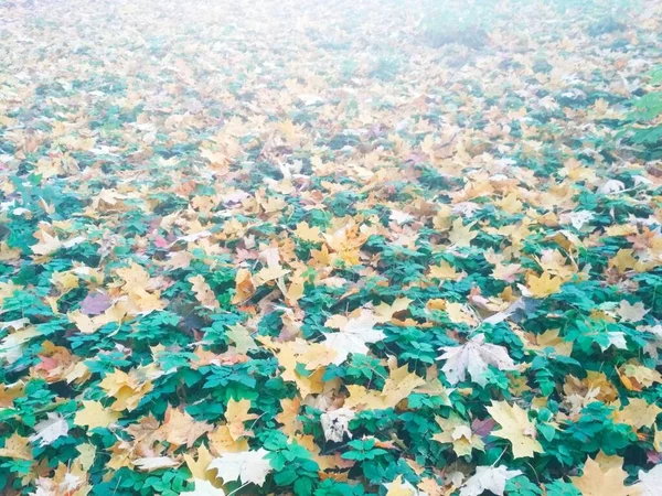 Sommer Trifft Herbst Heller Natürlicher Hintergrund — Stockfoto