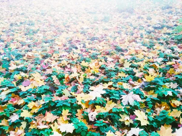 Sommer Trifft Herbst Heller Natürlicher Hintergrund — Stockfoto