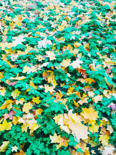 Sommer Trifft Herbst Heller Natürlicher Hintergrund — Stockfoto