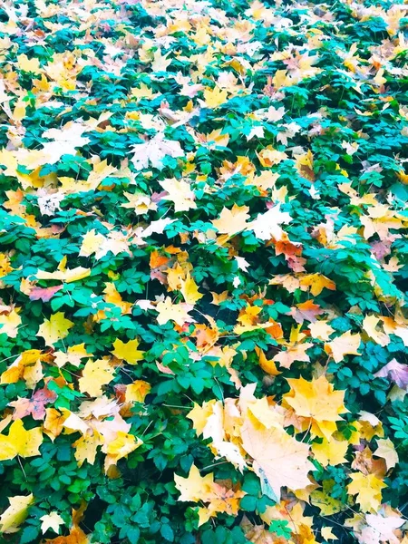 Zomer Ontmoet Herfst Heldere Natuurlijke Achtergrond — Stockfoto