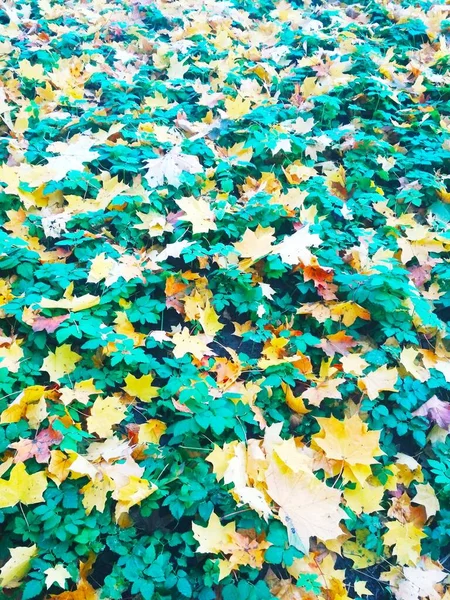 Sommer Trifft Herbst Heller Natürlicher Hintergrund — Stockfoto