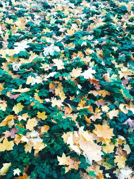 Sommer Trifft Herbst Heller Natürlicher Hintergrund — Stockfoto