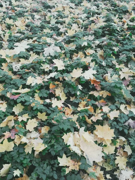 Sommer Trifft Herbst Heller Natürlicher Hintergrund — Stockfoto