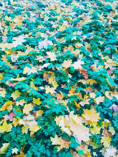 Sommer Trifft Herbst Heller Natürlicher Hintergrund — Stockfoto