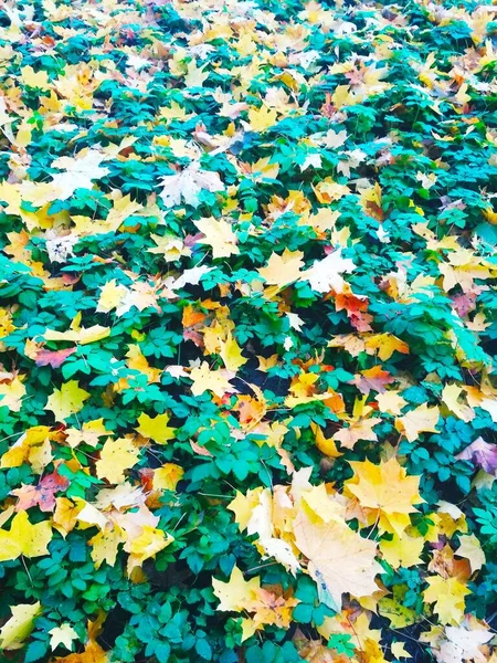 Zomer Ontmoet Herfst Heldere Natuurlijke Achtergrond — Stockfoto