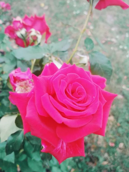 Bella Rosa Rossa Sfondo Naturale — Foto Stock