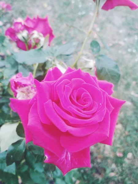 Piękna Czerwona Róża Naturalne Tło — Zdjęcie stockowe