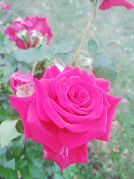 Kaunis Punainen Ruusu Luonnollinen Tausta — kuvapankkivalokuva