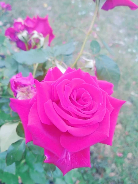 Hermosa Rosa Roja Fondo Natural — Foto de Stock