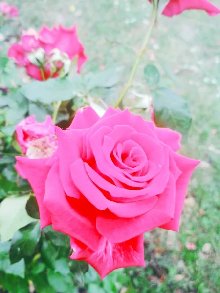 Mooie Rode Roos Natuurlijke Achtergrond — Stockfoto