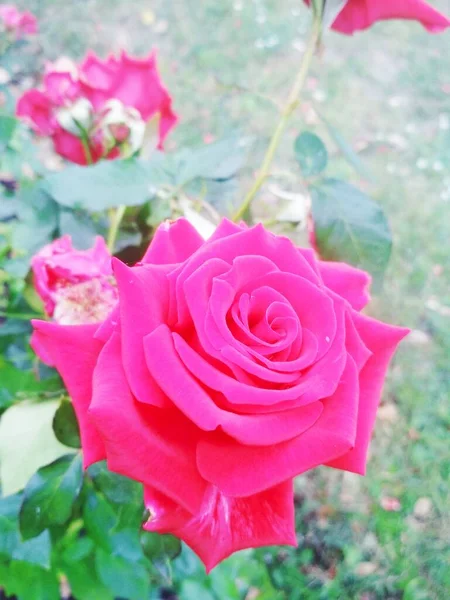 Красива Червона Троянда Природний Фон — стокове фото