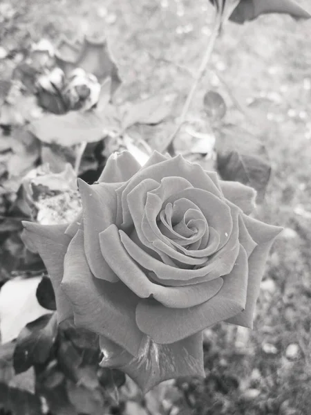 Schöne Rote Rose Natürlicher Hintergrund — Stockfoto