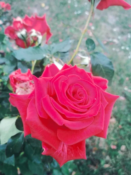 Hermosa Rosa Roja Fondo Natural — Foto de Stock