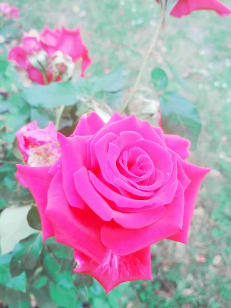 Bella Rosa Rossa Sfondo Naturale — Foto Stock