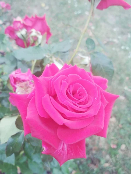 Bella Rosa Rossa Sfondo Naturale — Foto Stock