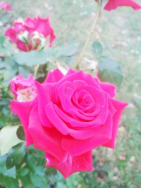 Hermosa Rosa Roja Fondo Natural — Foto de Stock