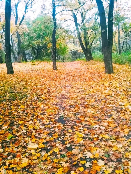 秋天的森林 自然背景 — 图库照片