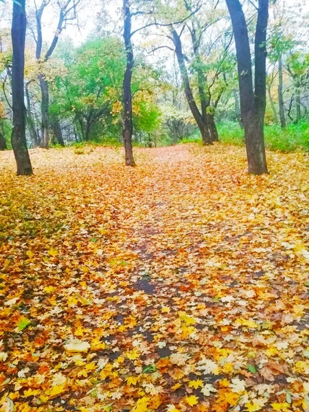 Bosque Otoño Otoño Fondo Natural —  Fotos de Stock