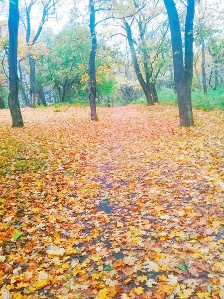 Herbstwald Herbst Natürlicher Hintergrund — Stockfoto