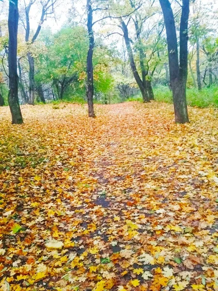 Herbstwald Herbst Natürlicher Hintergrund — Stockfoto