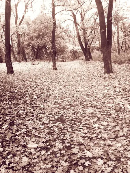 Φθινόπωρο Δάσος Πτώση Φυσικό Υπόβαθρο — Φωτογραφία Αρχείου