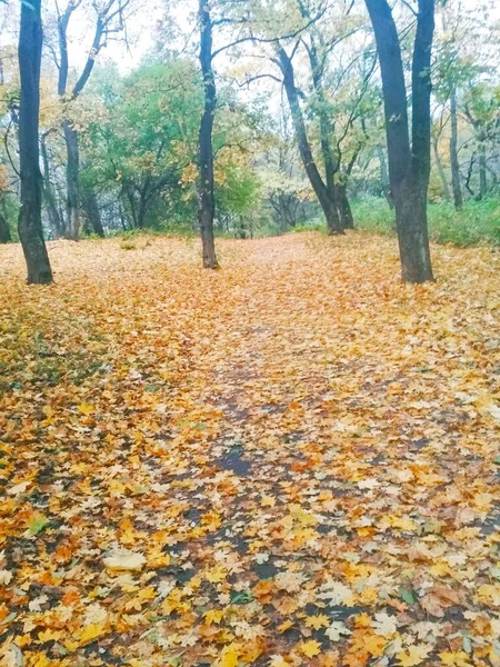 Herbstwald Herbst Natürlicher Hintergrund — Stockfoto