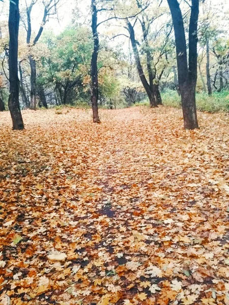 Jesienny Las Jesień Naturalne Tło — Zdjęcie stockowe