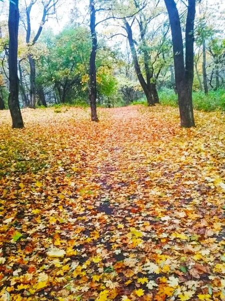 Herbstwald Herbst Natürlicher Hintergrund — Stockfoto