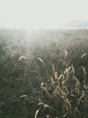 Gün ışığıyla dolu bir alan, doğal arka plan. 