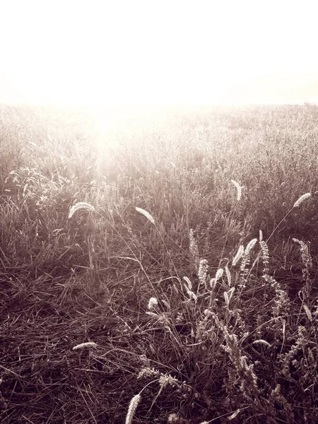 Campo Versato Sole Sfondo Naturale — Foto Stock