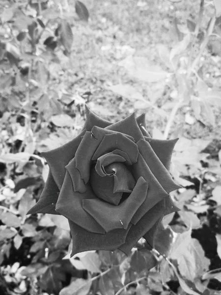 Piękna Czerwona Róża Naturalne Tło — Zdjęcie stockowe
