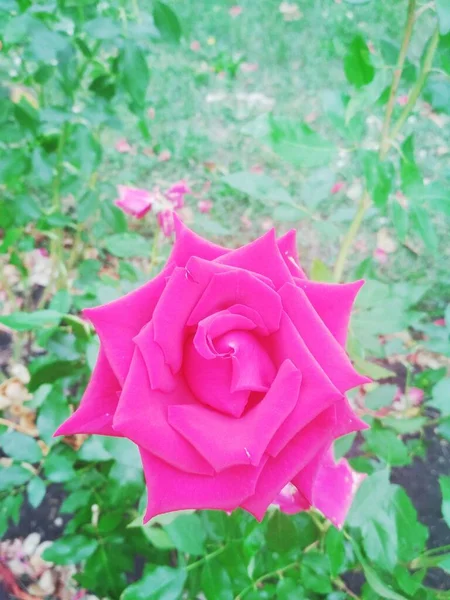 Hermosa Rosa Roja Fondo Natural — Foto de Stock