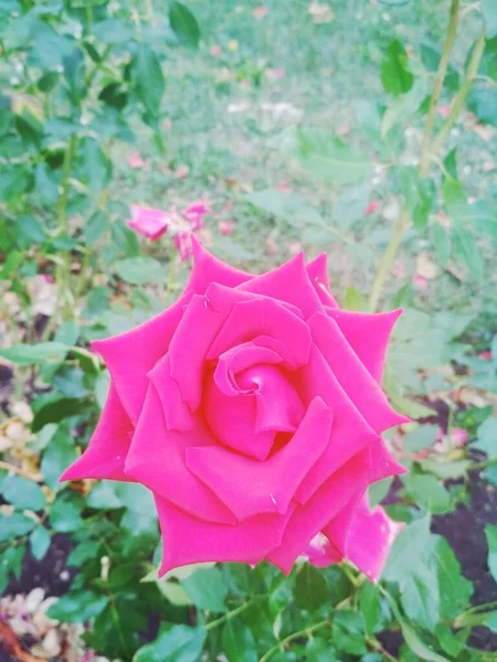 Beautiful Red Rose Natural Background — Stock Photo, Image