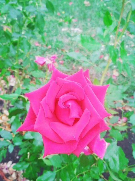 Красная Роза Естественный Фон — стоковое фото
